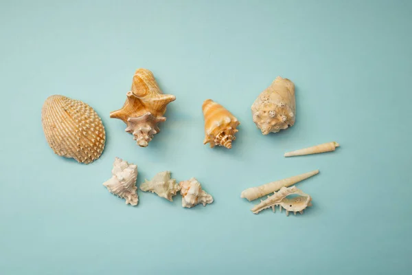 Seashell Lies Blue Background — Φωτογραφία Αρχείου