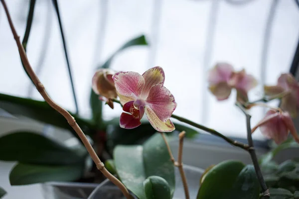 Ljusa Blommor Växer Fönstret — Stockfoto