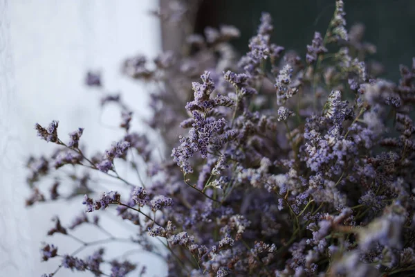 Leylak renginde kurumuş yabani çiçekler.
