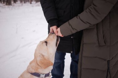 Büyük beyaz köpek, labrador, büyük burunlu.
