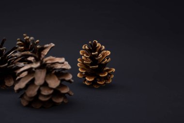 Ayrıntılı olarak siyah arkaplanda Noel ağacı konisi