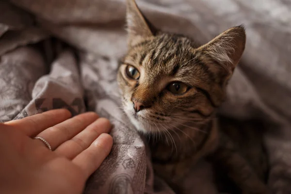 Beau Chat Aux Yeux Brillants — Photo