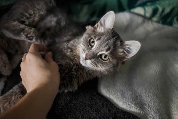 Vacker Katt Med Ljusa Ögon — Stockfoto