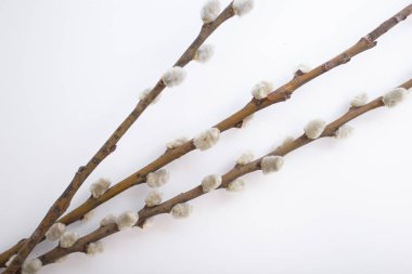 Beyaz arkaplanda söğüt dalı