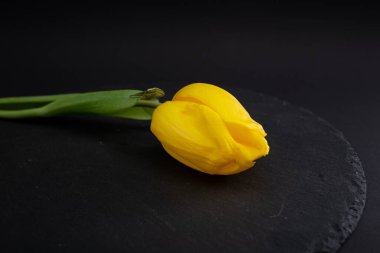 Parlak çiçekler, siyah arkaplanda makro çekim