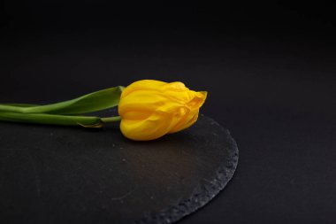 Parlak çiçekler, siyah arkaplanda makro çekim