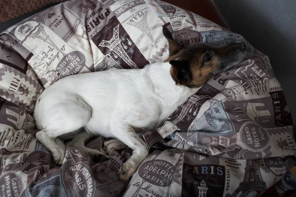 Ein Weißer Hund Mit Braunem Kopf Liegt Auf Einem Stuhl — Stockfoto