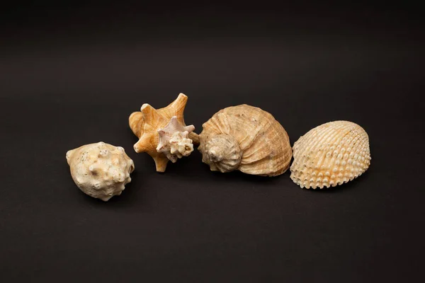 Seashells on a black background, minimalism, nature, mollusk, snail, sink