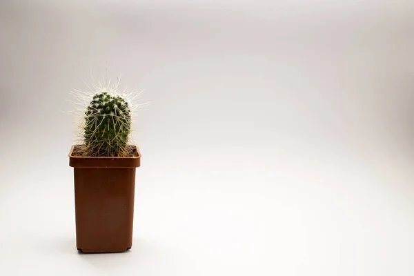 Cactus Maceta Sobre Fondo Blanco — Foto de Stock