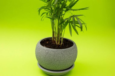 Yeşil arka planda gri bir saksıda yeşil çiçek, tek renk.