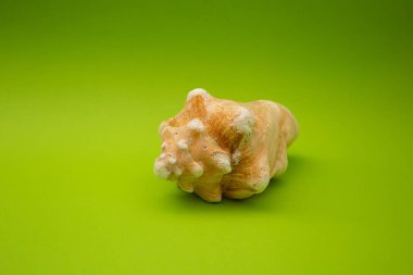 Yeşil arkaplanda kabuk, makro çekim