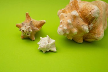 Yeşil arkaplanda kabuk, makro çekim