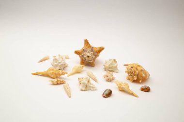 beyaz zemin üzerinde kabukları