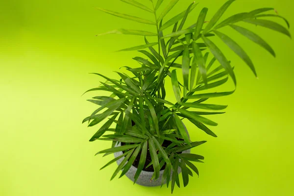 Green Flower Gray Pot Green Background Monochrome — Stok fotoğraf