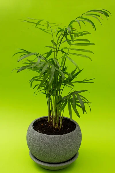 Green Flower Gray Pot Green Background Monochrome — Stock Photo, Image