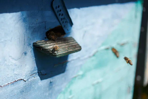 Bees Flying Hive Macro Shot — Stock fotografie