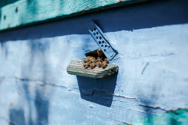 Bees Flying Hive Macro Shot — Foto de Stock