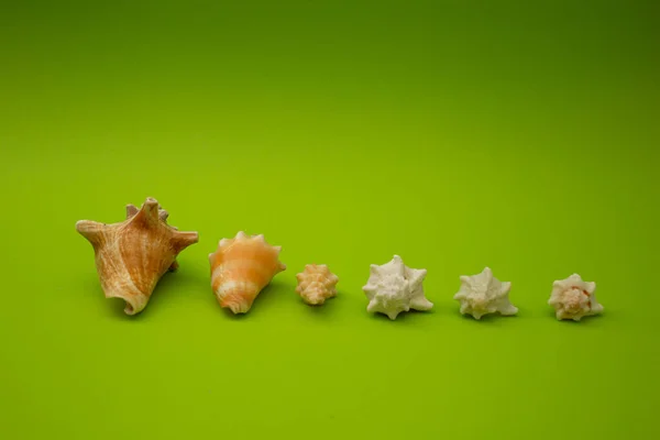 Lots Seashells Plain Green Background — Fotografia de Stock
