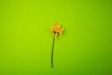 Yeşil arka planda sarı çiçek