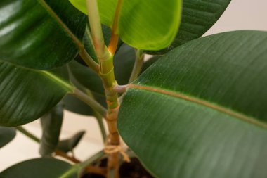 The large green leaves of the flower