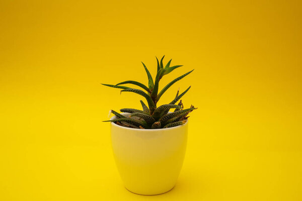 Bright green flowers on a yellow background
