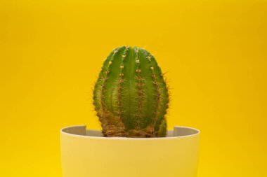 Bright green flowers on a yellow background
