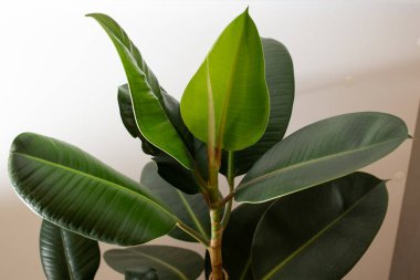 The large green leaves of the flower