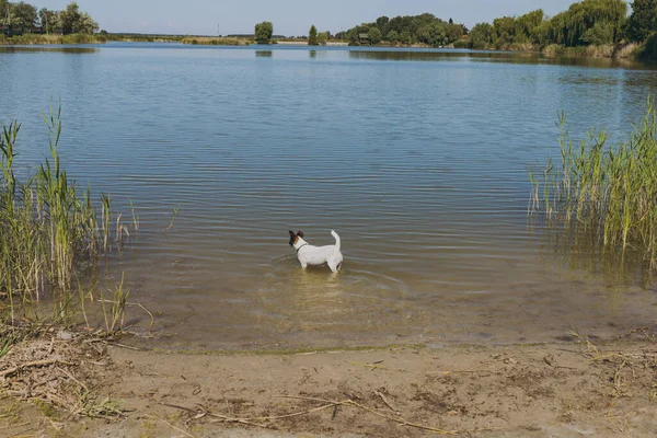 Ein Hund Steht Einem See Aus Blauem Wasser — Stockfoto