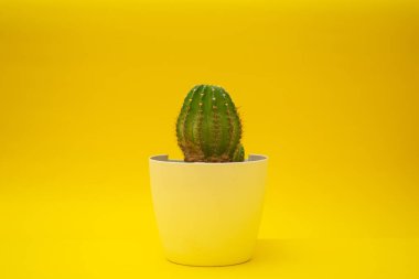 Bright green flowers on a yellow background