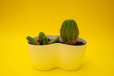 Bright green flowers on a yellow background