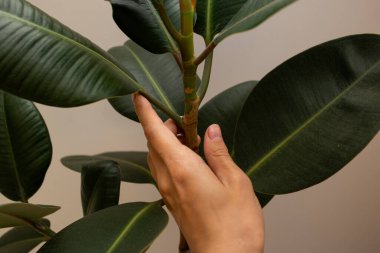 The large green leaves of the flower