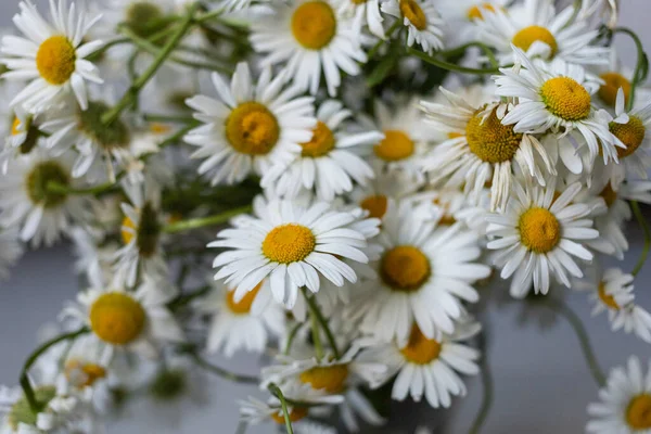 Bouquet of white daisies in a vase