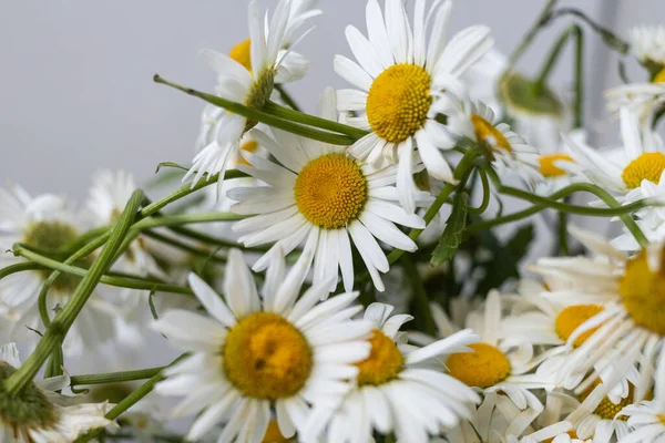 Bouquet of white daisies in a vase