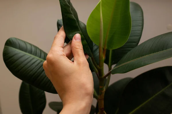 Large Green Leaves Flower —  Fotos de Stock