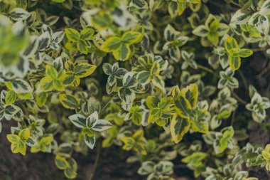 Bahçedeki çiçeklerin çiçek tarhında