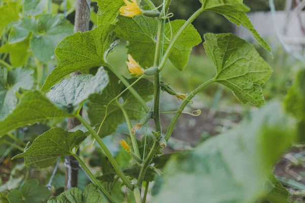 Little Green Cucumber Blooms — Stock Photo, Image