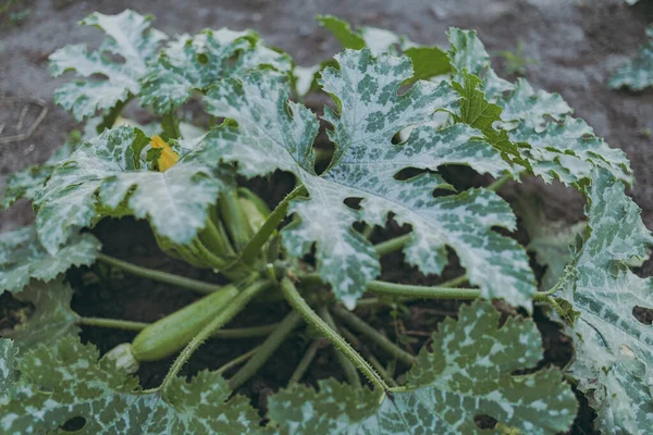 Zucchini Zucchini Växer Marken — Stockfoto