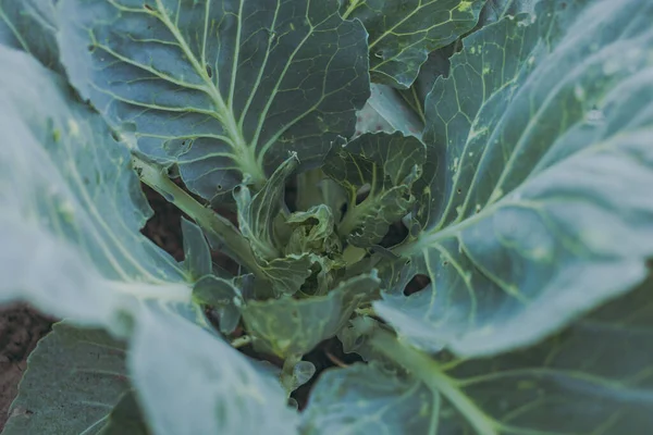 Sebze bahçesinde büyüyen büyük yeşil lahana