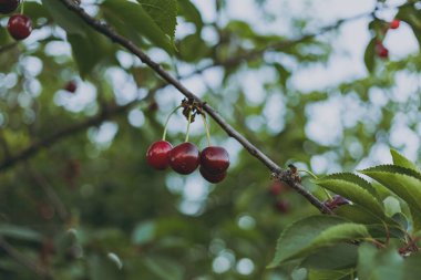 Sulu kırmızı kirazlar ağaçta yetişir