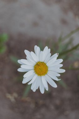 Yatakta papatyalar büyüyor.