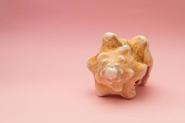 Pembe arka planda büyük bir deniz kabuğu