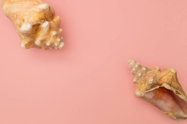 Pembe arka planda deniz kabuğu çerçevesi