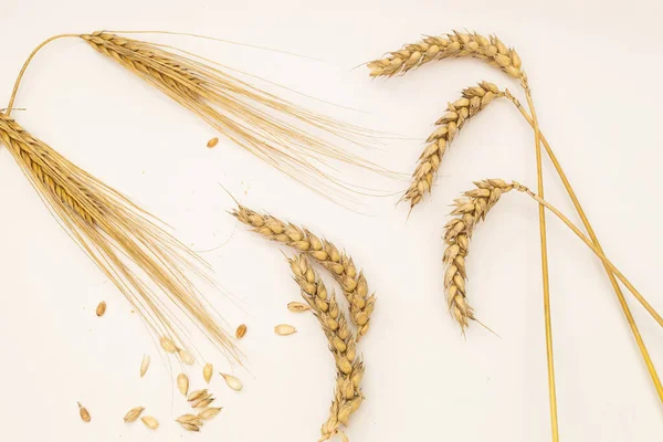 Cereals Grains White Background Wheat Spikelets — Stock Photo, Image