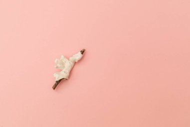 Yumuşak pembe arka planda kabuklar