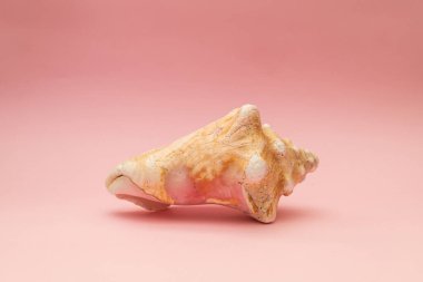Pembe arka planda büyük bir deniz kabuğu
