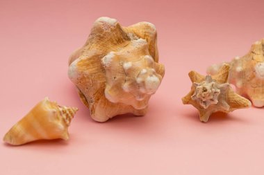 Pembe arka planda büyük deniz kabukları