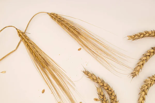 Cereals and grains on a white background, wheat spikelets