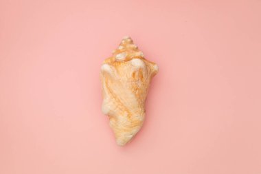 Pembe arka planda büyük bir deniz kabuğu