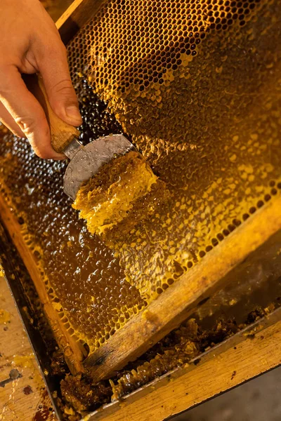 Man opens bee honeycomb with a tool to collect honey