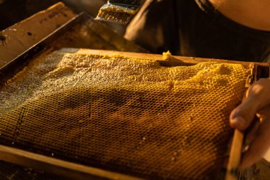 Çerçevedeki bal arısı peteği